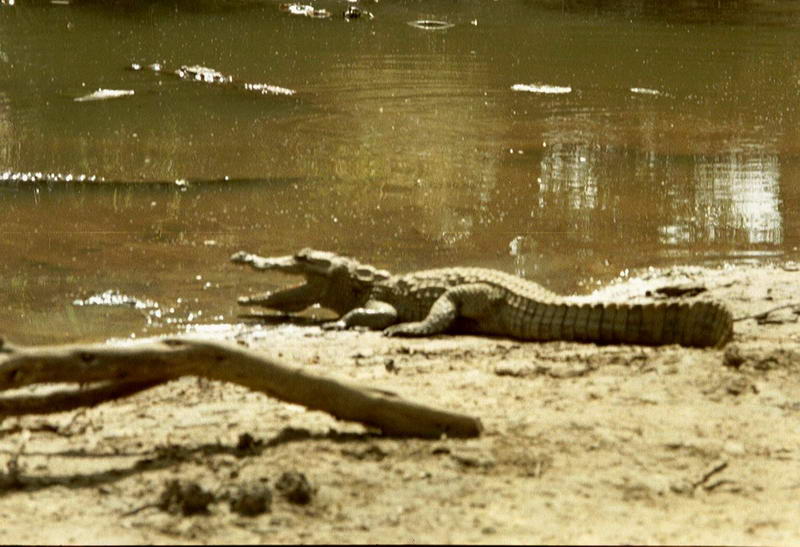 Crocodile 2.JPG